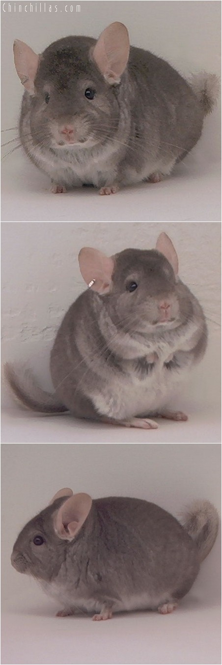 4090 Top Show Quality Beige Male Chinchilla