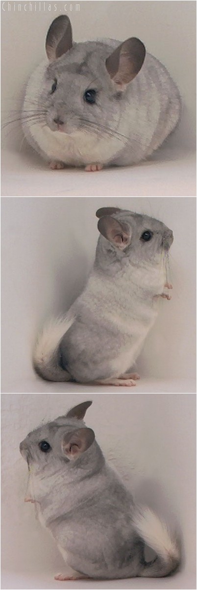 4085 Showable Silver Mosaic Male Chinchilla