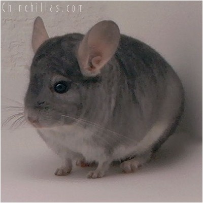 4081 Top Show Quality Sapphire Male Chinchilla