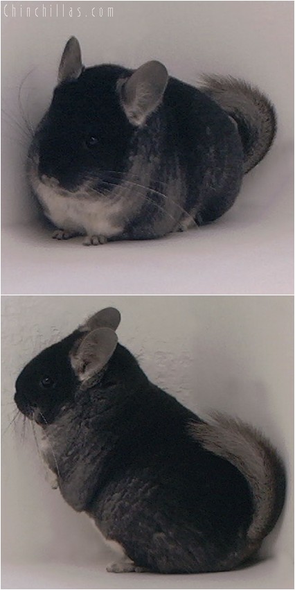 4084 Show Quality Black Velvet Female Chinchilla