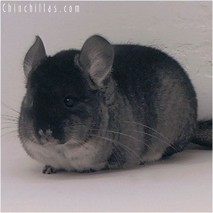 4047 Large Showable Black Velvet Female Chinchilla