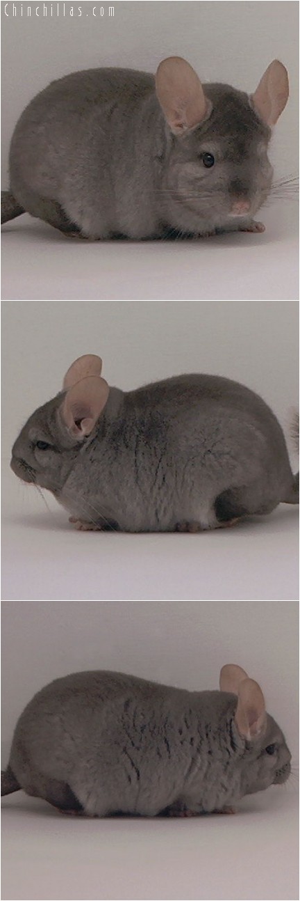 4005 Showable Quality Tan Male Chinchilla