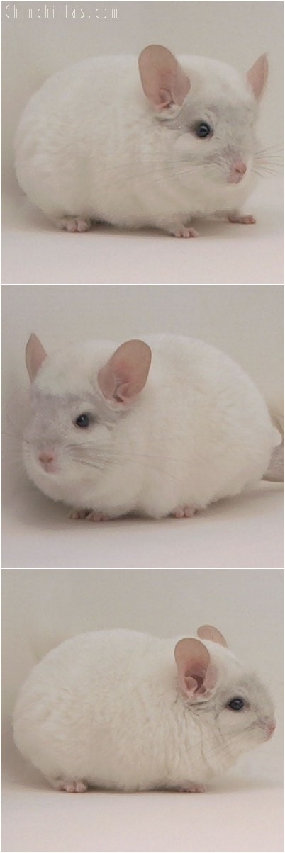 4097 Top Show Quality Pink White Female Chinchilla