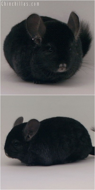 4102 Top Show Quality Ebony Male Chinchilla