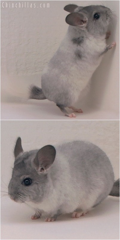 4079 Show Quality White Mosaic ( Sapphire Carrier ) Female Chinchilla