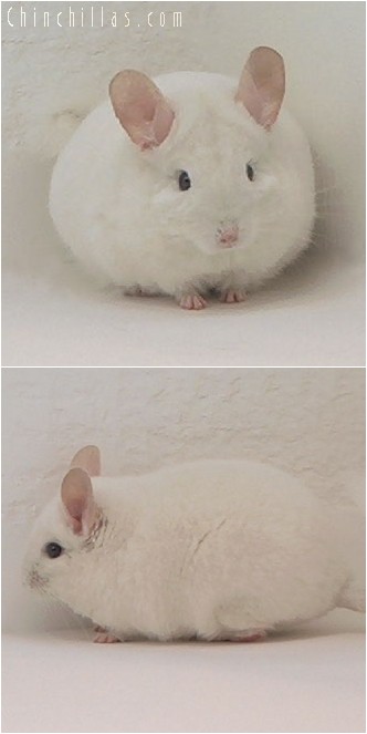 4074 Show Quality Pink White Male Chinchilla