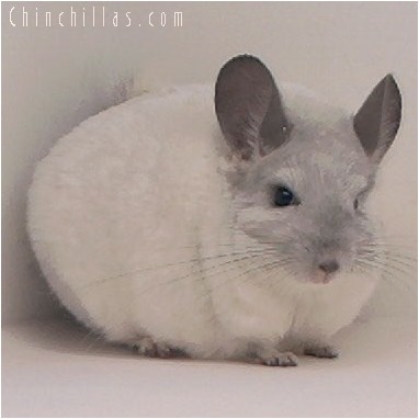 4077 Showable White Mosaic Male Chinchilla