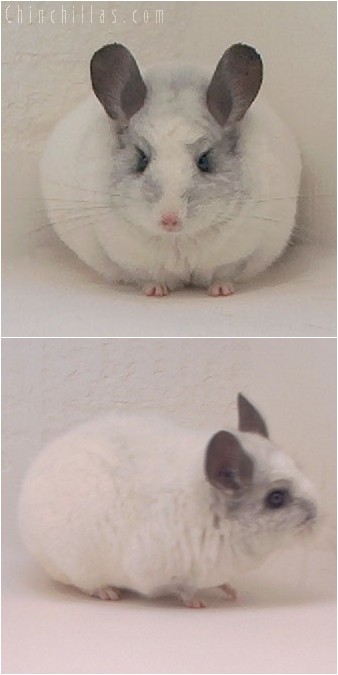 4080 Showable White Mosaic Female Chinchilla