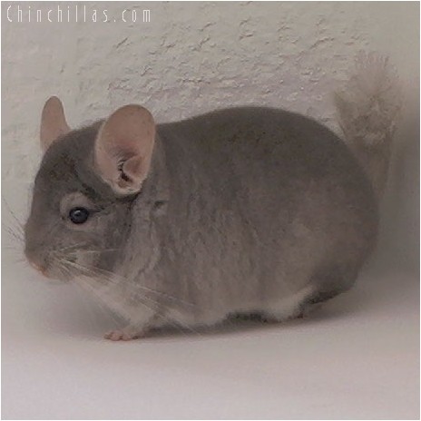 4082 Show Quality Beige Male Chinchilla