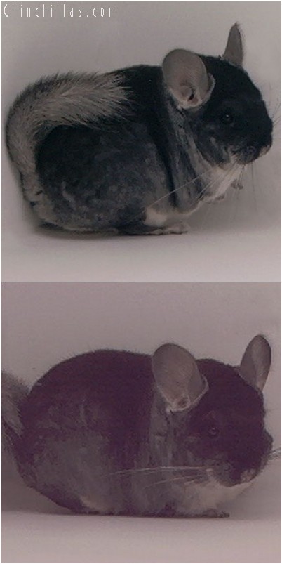 3138 Small Showable Black Velvet Female Chinchilla