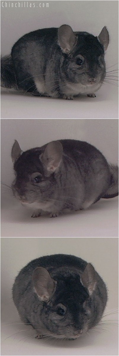 4016 Show Quality Standard Male Chinchilla