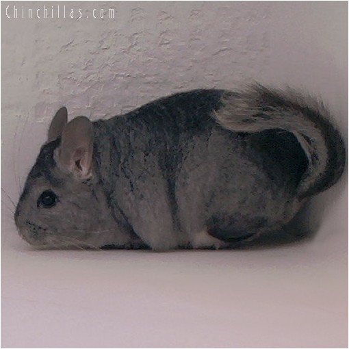 4046 Showable Standard Female Chinchilla