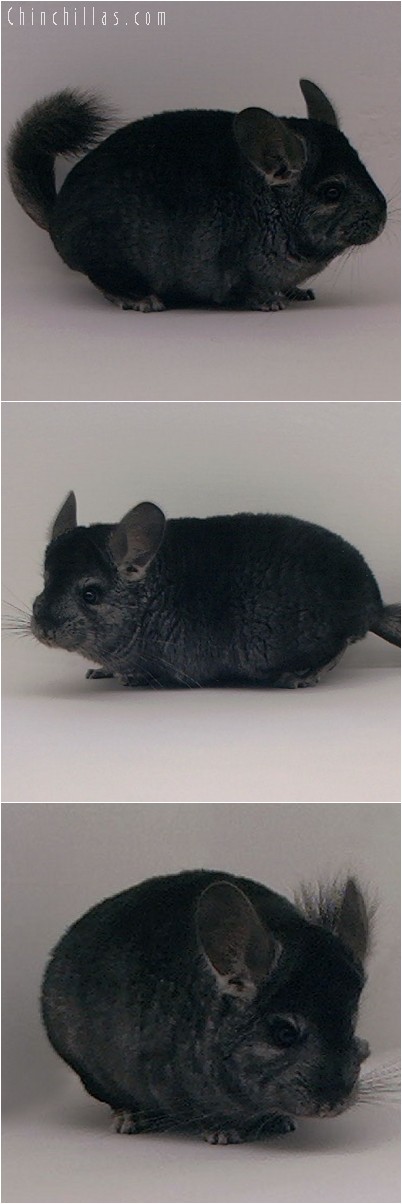 4096 Showable Ebony Female Chinchilla