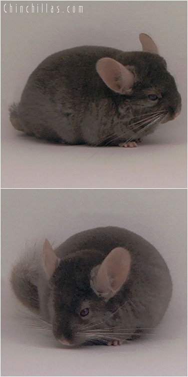 4098 Show Quality Dark Tan Female Chinchilla