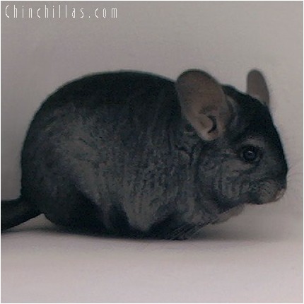 4101 Top Show Quality Ebony Female Chinchilla