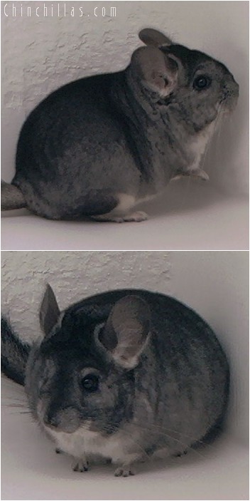 4069 Show Quality Standard Female Chinchilla