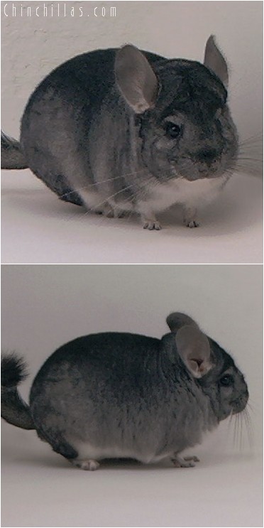 4061 1st Place Standard Male Chinchilla