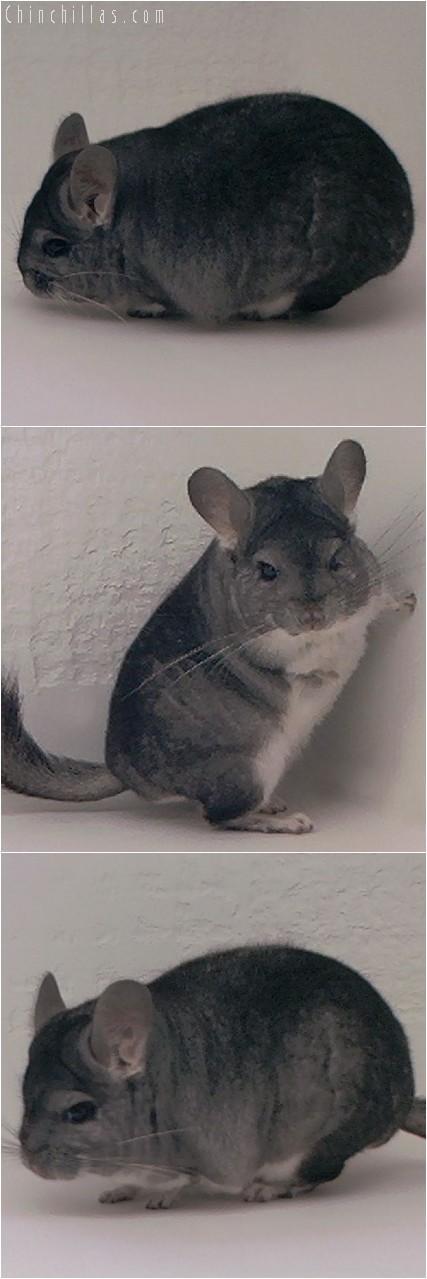 3122 Showable Standard Male Chinchilla