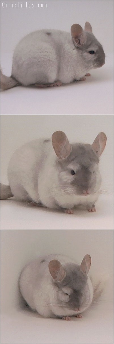 4128 Top Show Quality TOV Pink White Female Chinchilla