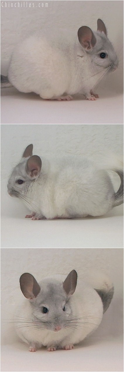 4125 Top Show Quality White Mosaic Female Chinchilla