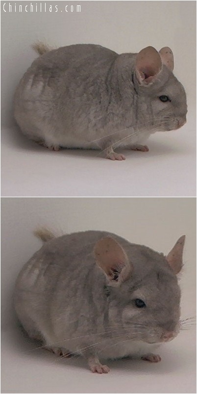 4127 Beige Dwarf / Mini Female Chinchilla