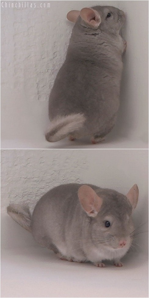 4130 Top Show Quality Beige Female Chinchilla