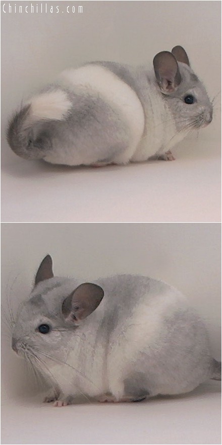 4126 Show Quality Silver Mosaic Male Chinchilla