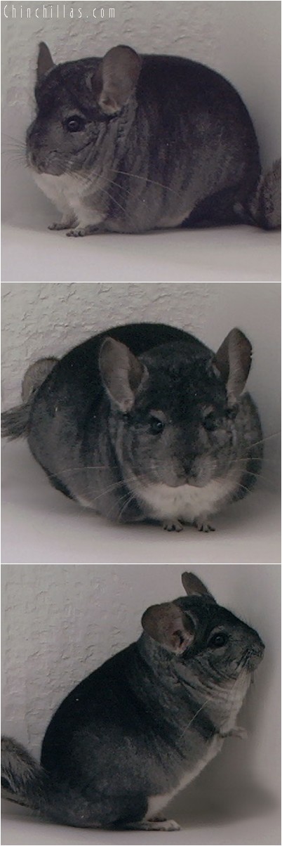 4075 Top Show Quality Standard Male Chinchilla