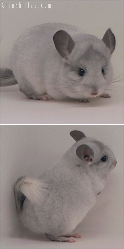 4116 Showable White Mosaic Male Chinchilla