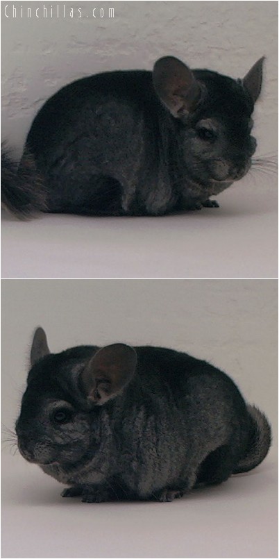 4120 Top Show Quality Ebony Male Chinchilla