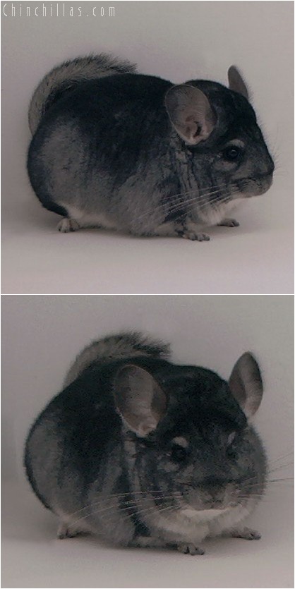 4058 Large Show Quality Standard Male Chinchilla