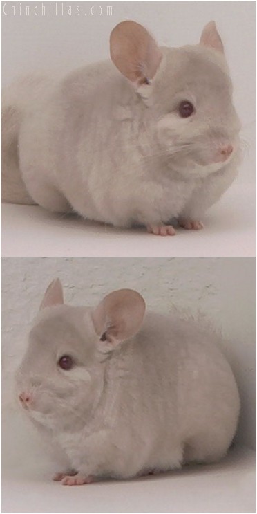 4139 Show Quality Homozygous Beige Female Chinchilla