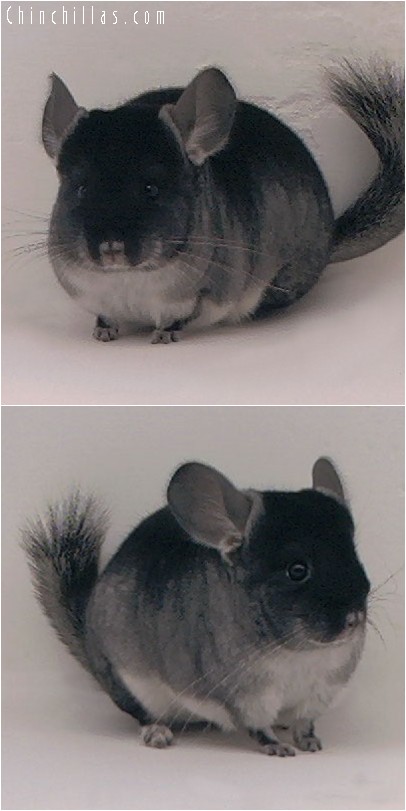 4138 Show Quality Black Velvet ( Sapphire Carrier ) Female Chinchilla