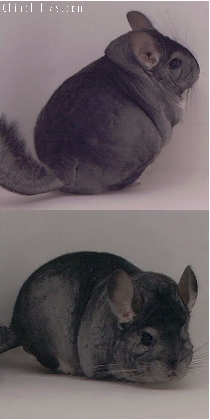 4136 Show Quality Standard Female Chinchilla