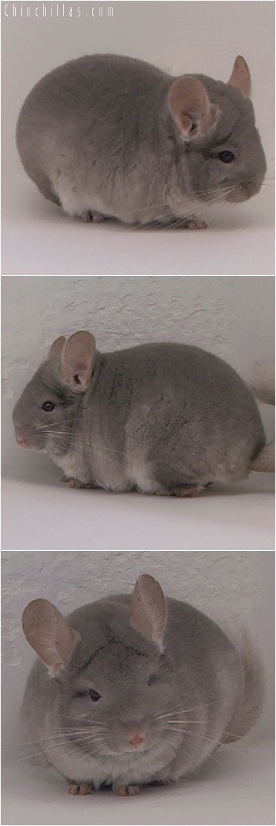 4100 Top Show Quality TOV Beige ( Violet Carrier ) Female Chinchilla