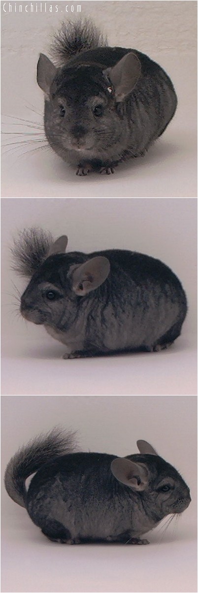 4072 Ebony ( Violet Carrier ) Male Chinchilla