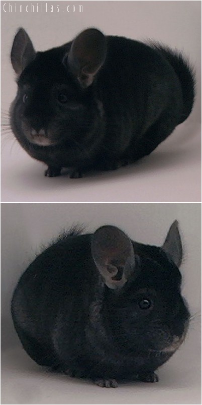 4137 Show Quality Ebony Male Chinchilla