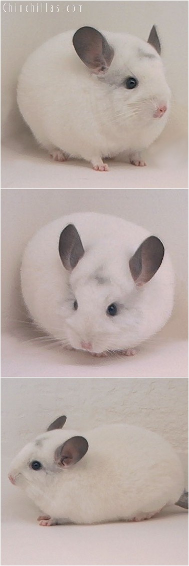 4146 Show Quality White Female Chinchilla