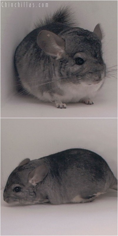 4141 Show Quality Standard ( Sapphire Carrier ) Male Chinchilla