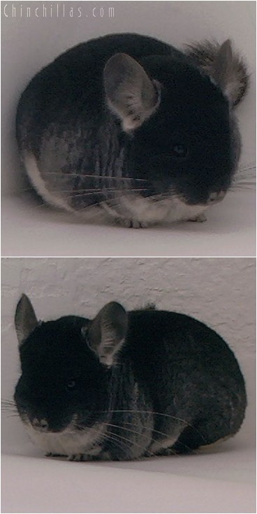 4086 Show Quality Black Velvet Male Chinchilla