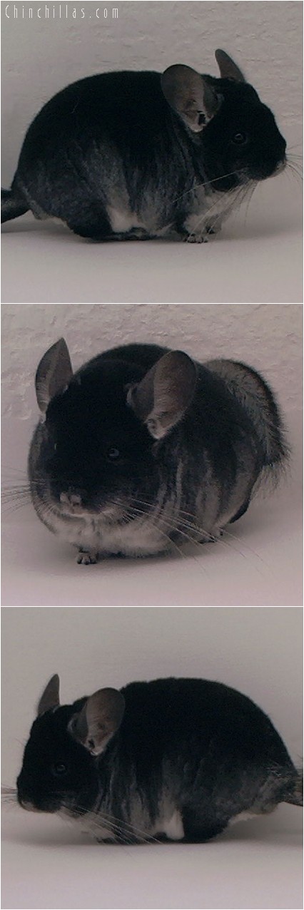 4150 Show Quality Blocky Black Velvet Male Chinchilla