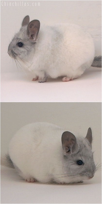 4159 Top Show Quality White Mosaic Male Chinchilla