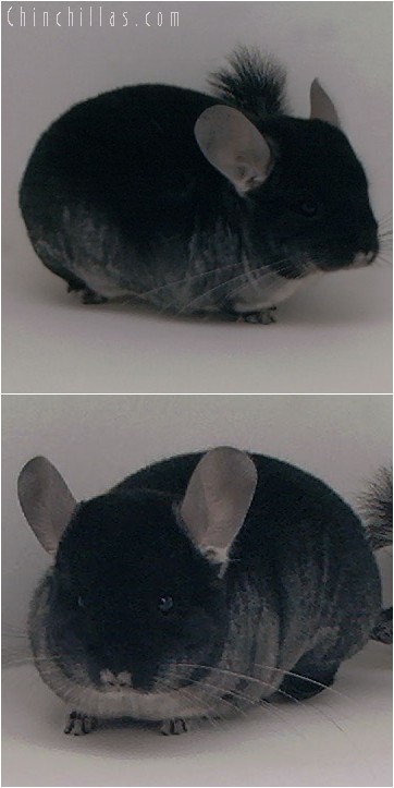 4054 Showable / Mini Black Velvet Female Chinchilla