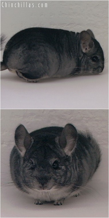 4115 Show Quality Standard Male Chinchilla