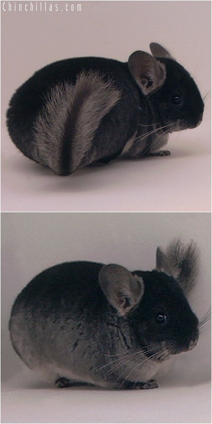 4011 Large Showable Black Velvet Female Chinchilla