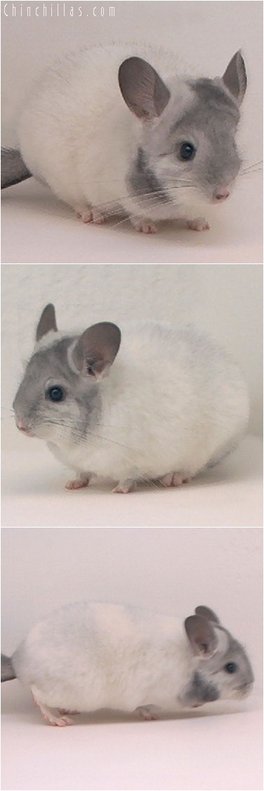 3134 Premium Production Quality Extreme Mosaic Female Chinchilla