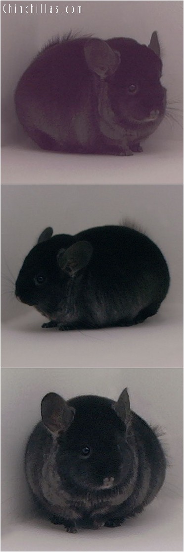 4152 Top Show Quality TOV Ebony Male Chinchilla