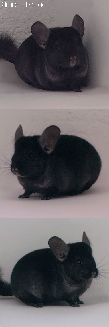 4155 Show Quality TOV Ebony Female Chinchilla