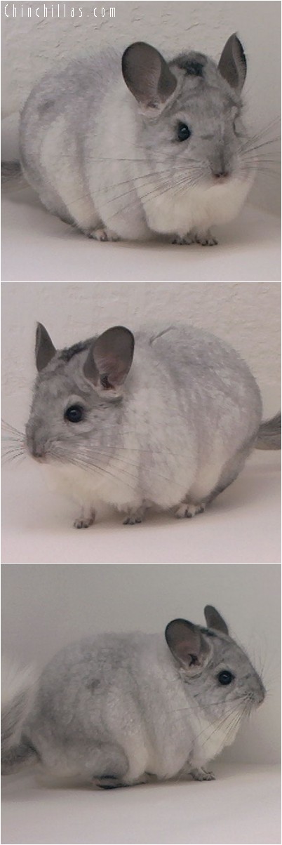 4170 Extra Large White Mosaic Male Chinchilla