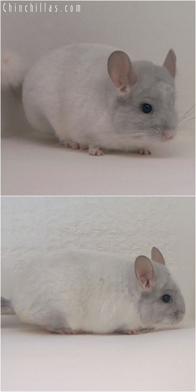 4171 Violet and White Mosaic Male Chinchilla